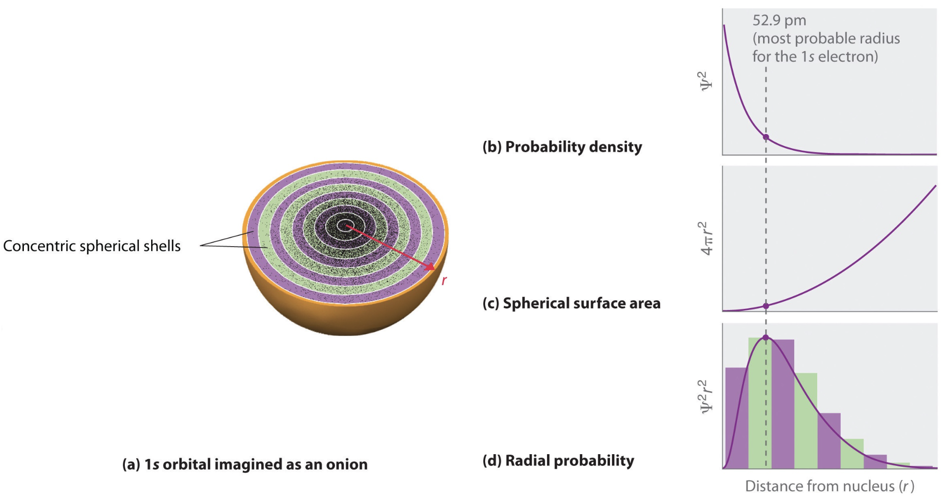 Radial probability densities of hydrogen orbitals