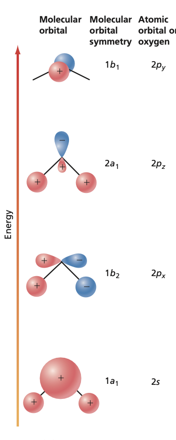 Water hybrid orbitals