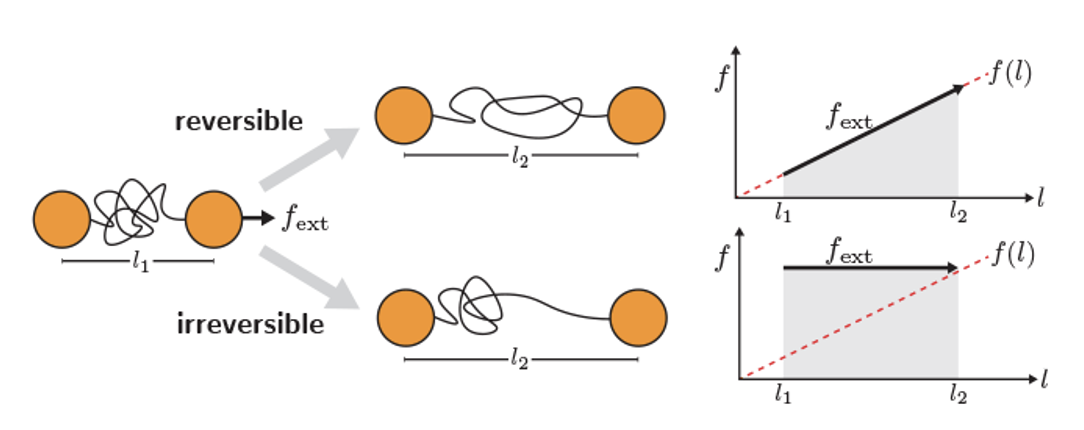 Comparison of a reversible and an irreversible pulling process of a chain molecule with a linear force-extension equation of state. the minimum work is achieved by reversible pulling and is equal to free energy difference.